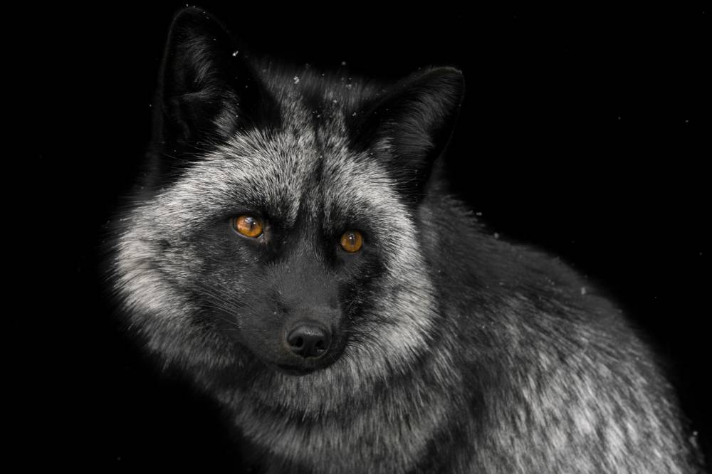 Portrait of grey and black wolf with yellow eyes